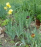 Iris 2 Blog 2009.jpg